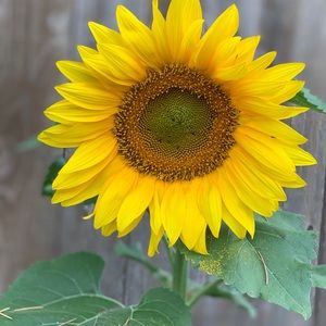 Meet your Posher, Sonia